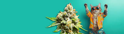 Everything You Need to Know About Weed Seeds NYC 1 Everything You Need to Know About Weed Seeds NYC 1
