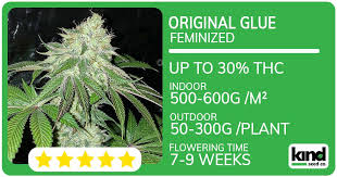 Ultimate Guide to Marijuana Seeds Wyoming Ultimate Guide to Marijuana Seeds Wyoming