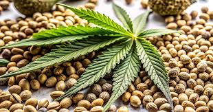 Ultimate Guide to Marijuana Seeds Wyoming Ultimate Guide to Marijuana Seeds Wyoming